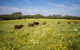 Auch Dexter-Rinder, Gemüseanbau, Zitrusfrüchte und Weinanbau gehören zum Agriturismo